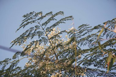 Moringa tree with delicate white flowers, known for medicinal value and nutritious leaves, captured in natural light showcasing botanical beauty.