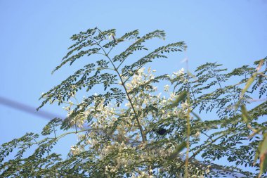 Moringa tree with delicate white flowers, known for medicinal value and nutritious leaves, captured in natural light showcasing botanical beauty.