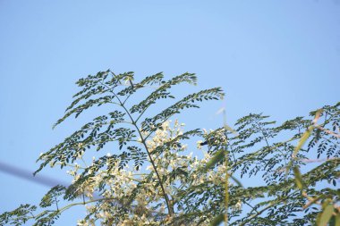 Moringa tree with delicate white flowers, known for medicinal value and nutritious leaves, captured in natural light showcasing botanical beauty.
