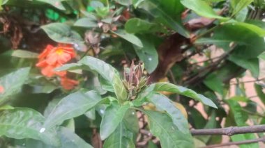 Crossandra infundibuliforis, genellikle havai fişek çiçeği olarak bilinir, parlak turuncu çiçekleri, parlak yeşil yaprakları ve bahçelerde popüler olan uzun ömürlü çiçekleri olan canlı bir tropikal süs bitkisidir.