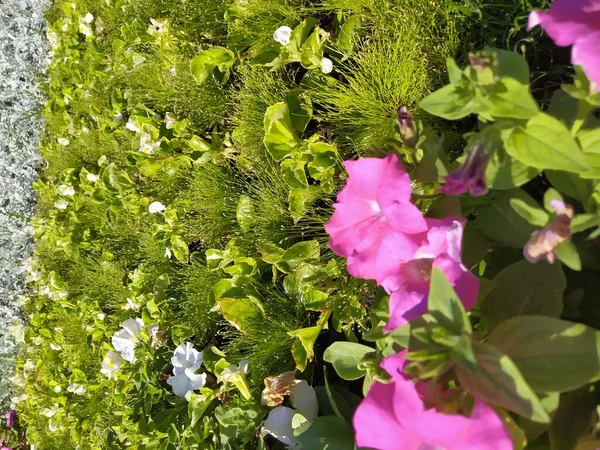 Цветочный дизайн яркий фон бегонии растение с розовыми цветами крупным планом. Садоводство и озеленение летом — стоковое фото