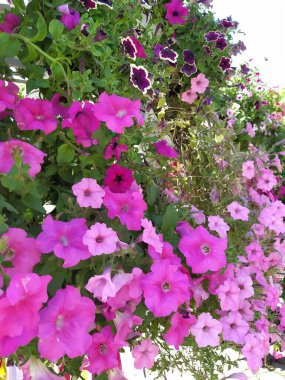 Petunya grandiflora, parlak renkli çiçekler ve yeşil yapraklarla