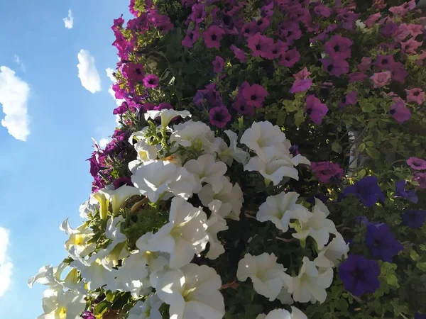 Группа цветков петунии, стена петуний на фоне голубого неба, яркое летнее цветение. Открытка — стоковое фото