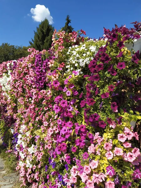 Petúnia grupo de flores coloridas, parede de petúnias contra o céu azul, flor de verão brilhante. Cartão postal — Fotografia de Stock