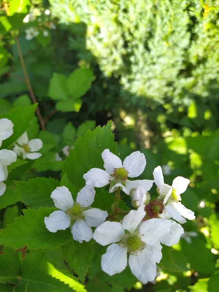 黑莓花盛开，绿叶鲜亮 — 图库照片