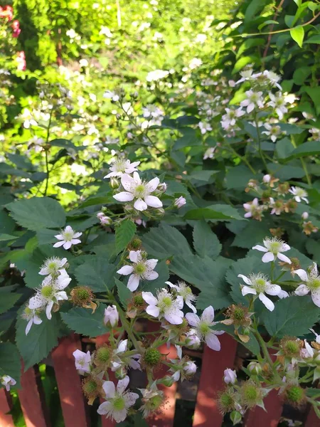 黑莓绽放，枝条上的白花紧贴，在花园里 — 图库照片