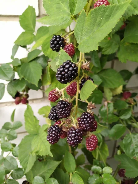 成熟和未成熟的黑莓在灌木上，有选择的焦点。一篮子浆果 — 图库照片