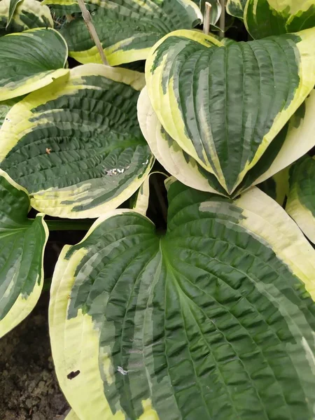 Beau fond laisse le modèle d'hôtes.Belle Grenn feuilles jaunes de Hosta. Fond Floral Naturel. — Photo