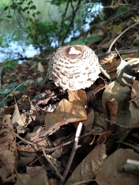 Parasol champignon avec un chapeau blanc pousse dans la forêt sur un fond de feuilles, close-u — Photo