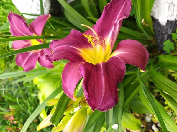 Schöne lila Taglilie Blume zwischen grünen Blättern. — Stockfoto