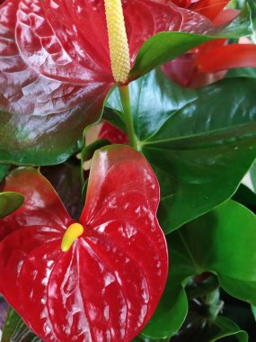 Birkaç kırmızı anthurium ve flamingo zambağının yakın çekimi.