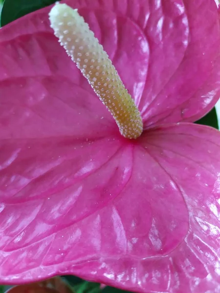 Anthurium flower pink color. Blossoming plant of Anthurium Flamingo flowers. — Stock Photo, Image