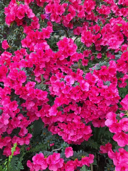 Красный цветок Асалии и за озером. Выборочный фокус на цветочном и боксёрском фоне — стоковое фото