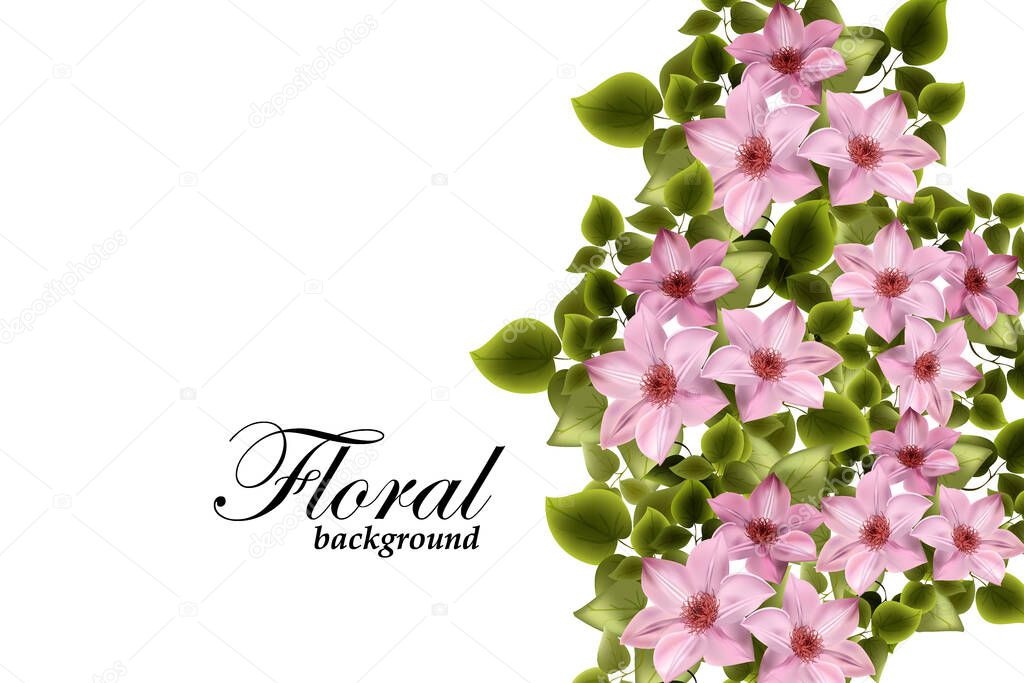 Floral background of pink clematis flowers on a background of green leaves