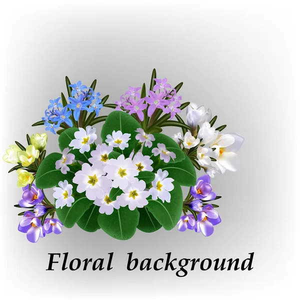एक वसंत पृष्ठभूमि पर नरम फूल, फूलदार पत्तियां, प्राइमरोस, क्रोकस और चियोनोडॉक्स — स्टॉक वेक्टर