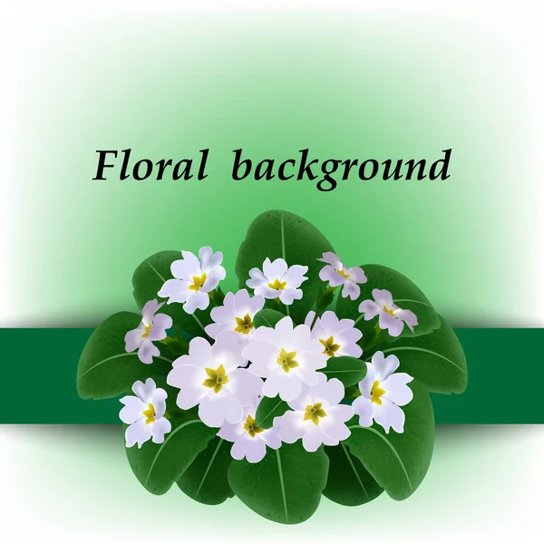 Delicate flowers that opened their petals, primrose on an abstract background Stock Illustration