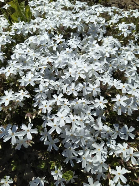 Fehér phlox szubulátum virágok, tavaszi virágzás háttér — Stock Fotó