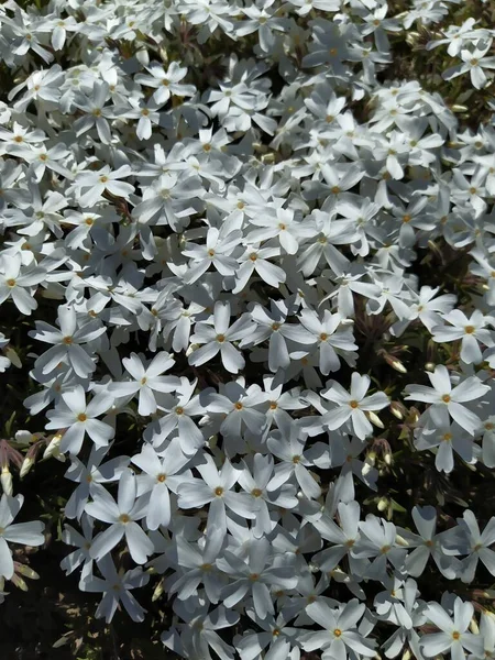 Bílý phlox subulovat květiny, jarní květ pozadí — Stock fotografie