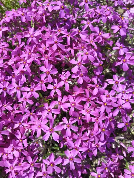 Ροζ phlox υποθέτει όμορφα λουλούδια, άνοιξη ανθίζουν φόντο — Φωτογραφία Αρχείου