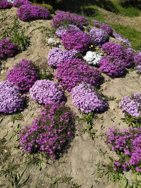 Группа флоксовых кустарников субулируют цветы, на фоне весеннего цветения — стоковое фото
