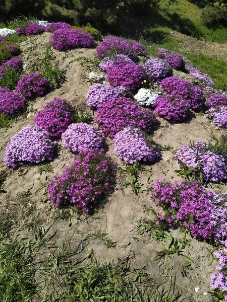Группа флоксовых кустарников субулируют цветы, на фоне весеннего цветения — стоковое фото