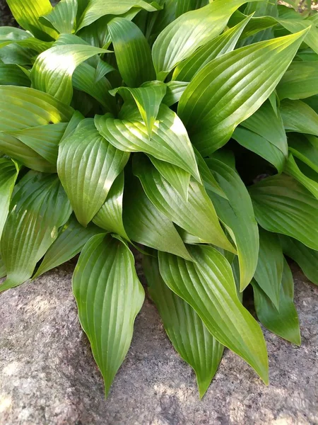 Hosta hijau segar Juicy meninggalkan latar belakang. Desain latar belakang bertekstur. Salin ruang untuk teks — Stok Foto