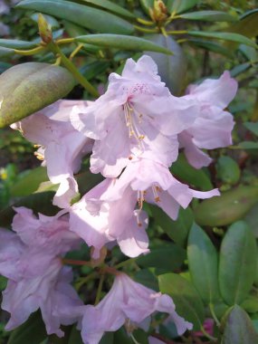 Güzel beyaz-pembe Rhododendron tomurcukları baharda bir parkta açılıyor.
