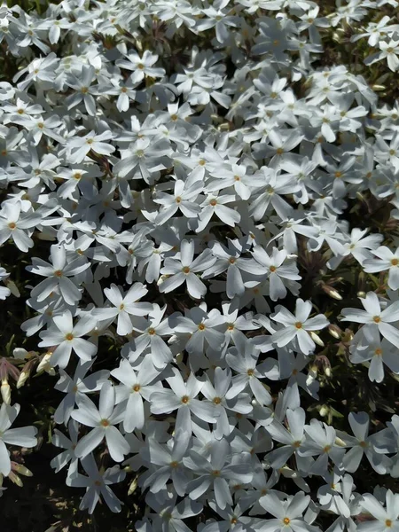Flox branco subular flores, fundo de flor de primavera — Fotografia de Stock