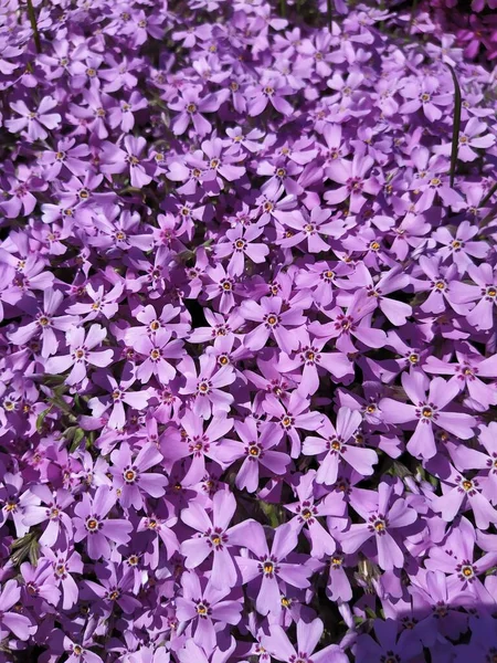 Розовый флокс субальпировать красивые цветы, весенний цветочный фон — стоковое фото