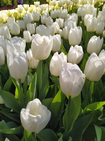 Zarte wunderschöne weiße Tulpen blühen in einem sonnigen Frühlingsfeld — Stockfoto