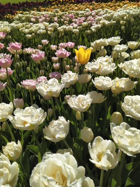 Gruppe rosa und weißer Tulpen auf dem Feld. Frühling verschwommen Hintergrund, Postkarte. Strauß zum Muttertag, Frauentag, Feiertag. Weicher selektiver Fokus, Defokus. — Stockfoto
