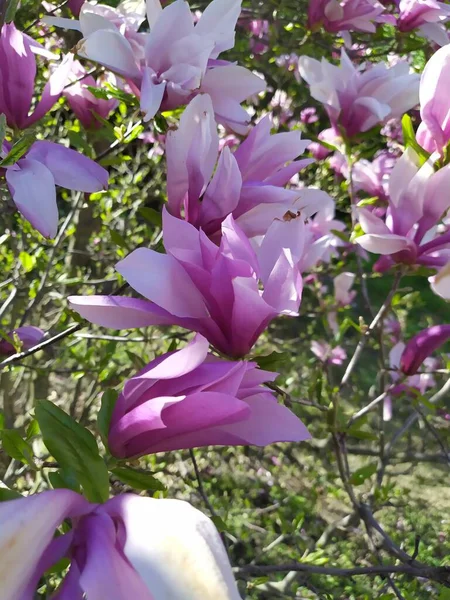 Blühen der rosa Magnolienblüten mit grünen Blättern im Frühling, blumiger, natürlicher saisonaler Hintergrund — Stockfoto