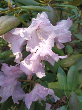 Güzel beyaz-pembe Rhododendron tomurcukları baharda bir parkta açılıyor.