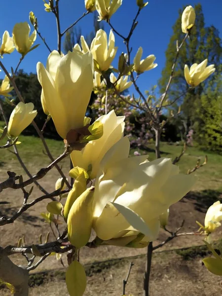 春に緑色の葉を持つ黄色のマグノリアの花の開花、花の自然な季節の背景 — ストック写真