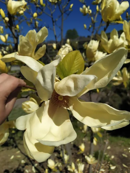 春に緑色の葉を持つ黄色のマグノリアの花の開花、花の自然な季節の背景 — ストック写真