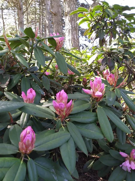 園内には春に開花する美しい白ピンクのツツジの蕾 — ストック写真