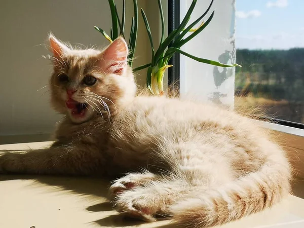 Gato rojo con en el tablero de la ventana, cerca — Foto de Stock