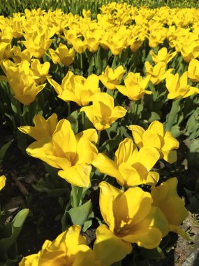 Güzel sarı laleleri olan bahar doğası.