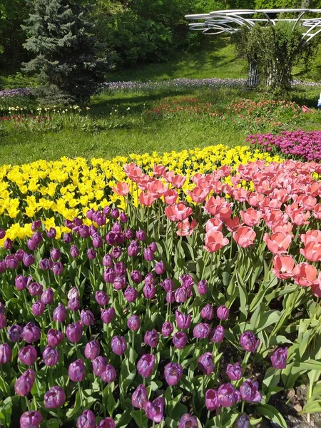 Frühling Natur Hintergrund mit schönen gelben, lila und rosa Tulpen — Stockfoto