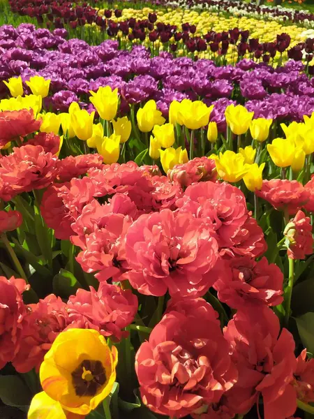 Frühling Natur Hintergrund mit schönen gelben, lila und roten Tulpen — Stockfoto