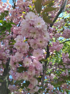 Narin pembe kokulu çiçeklerin çiçek açtığı Sakura dalı.