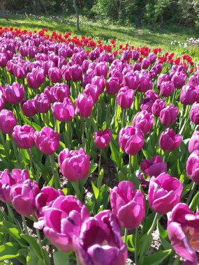 Güzel sarı, eflatun ve pembe lalelerle bahar doğası.