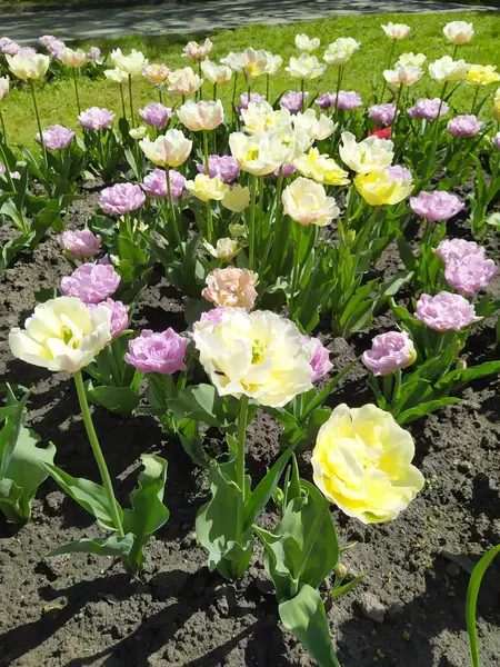 Schöne fliederfarbene und gelbe Tulpen Blumenbeete Nahaufnahme. Blume Hintergrund. Frühling Garten Landschaftsgestaltung — Stockfoto