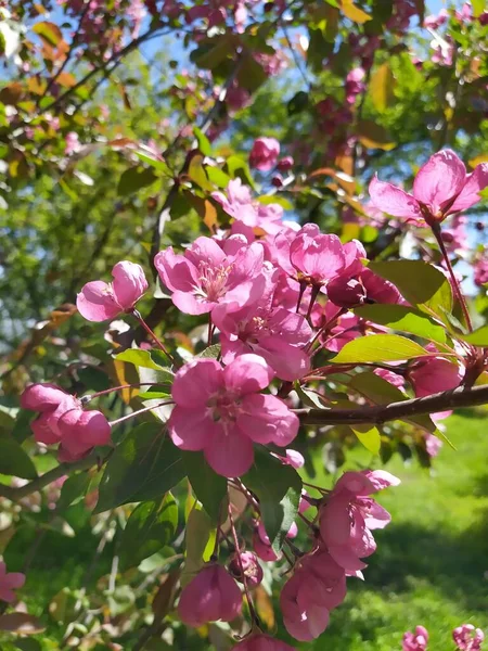 Delicate fragrant light pink inflorescences of a decorative apple tree on a blurry spring background — Stock Photo, Image