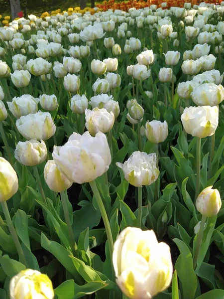 Schöne weiße Tulpen blühen im Frühling auf grünem Laubgrund — Stockfoto