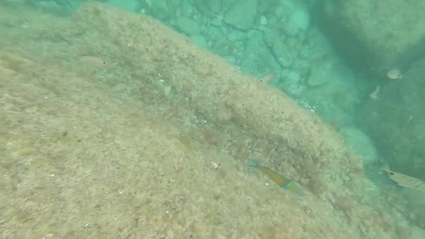 Κολύμπι Πολύχρωμα Ψάρια Στη Θάλασσα Της Fuerteventura Canary Island — Αρχείο Βίντεο