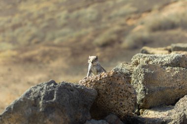 Fuerteventura 'daki bir kayadan izleyen berduş yer sincabı (İspanya)).