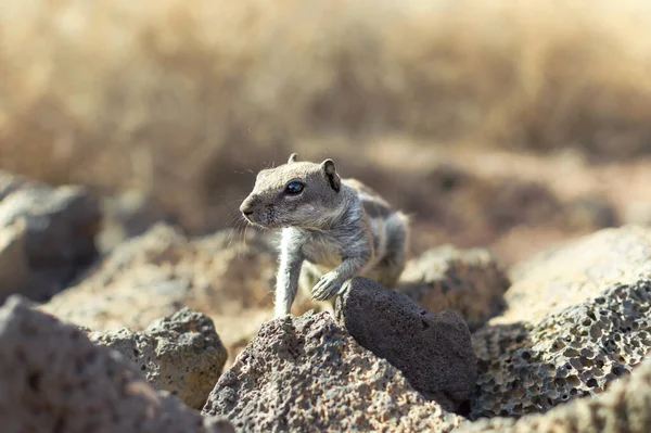 Großaufnahme Von Berberitzhörnchen Atlantoxerus Getulus Der Wüste — Stockfoto