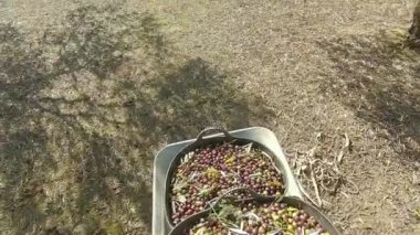 Tarlada içi taze toplanmış zeytinlerle dolu bir el arabası kullanan çiftçi. POV görünümü.