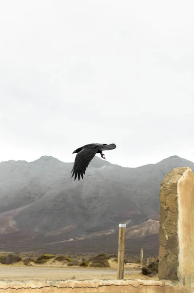 Beautiful raven flying in a desert landscape with the mountains in the background.